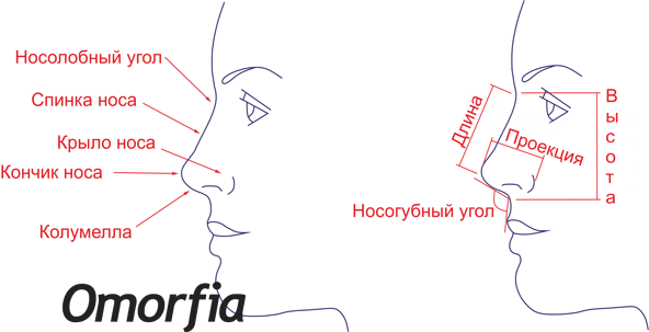 пластика носа