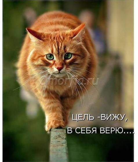 Image title