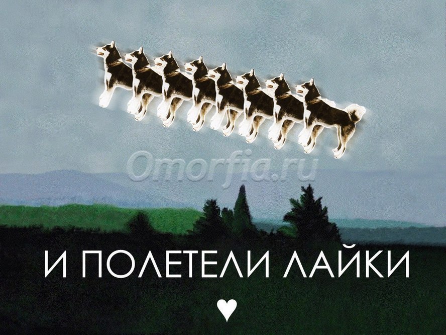 и лайкии полетели лайки  le