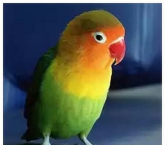 Счастливая