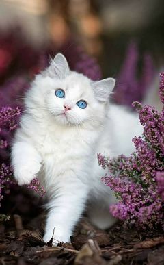 🙀А как же ещё➚