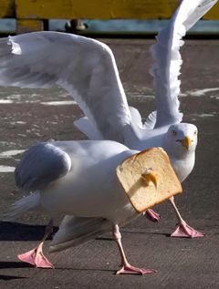 aaabuuuu